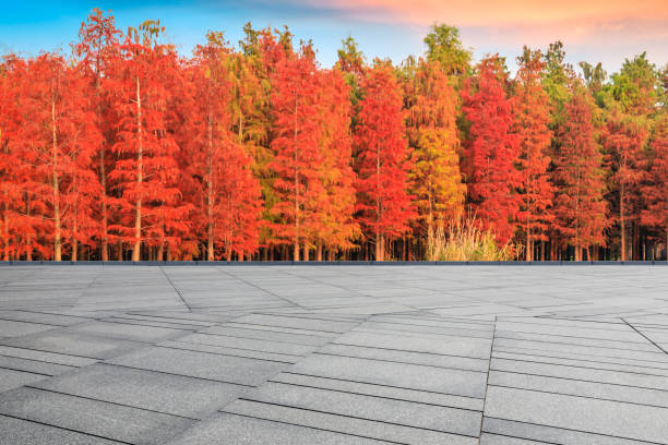 istock Empty floor and beautiful colorful forest in autumn 1182650808