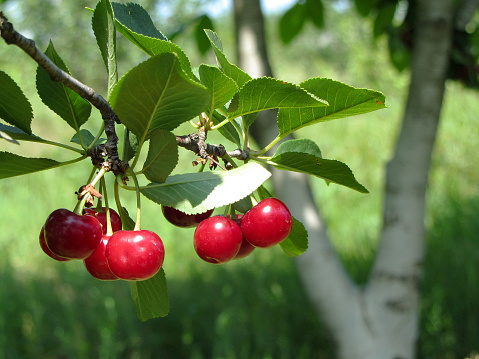 Close up shot of delicious juicy red sour cherries on a branch of a tree in orchard on a sunny morning.