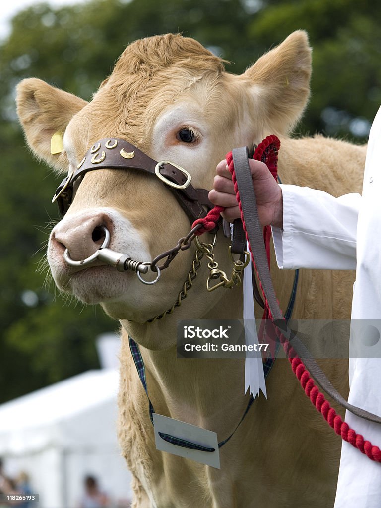 Vache sur Affichage show - Photo de Bovin libre de droits