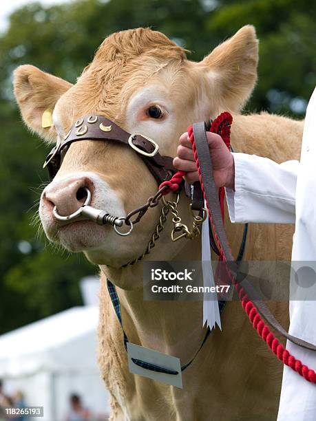 Photo libre de droit de Vache Sur Affichage Show banque d'images et plus d'images libres de droit de Bovin - Bovin, Bovin domestique, Bétail