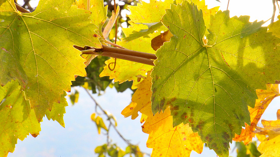 Colorful green, orange and yellow grapevine leaves in autumn.