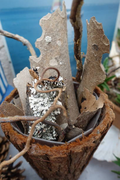istock Tortuous wood, tree bark in a wooden pot cache  Interior decoration 1182652041