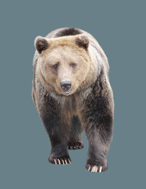 istock Brown bear on an isolated background. 1182652117