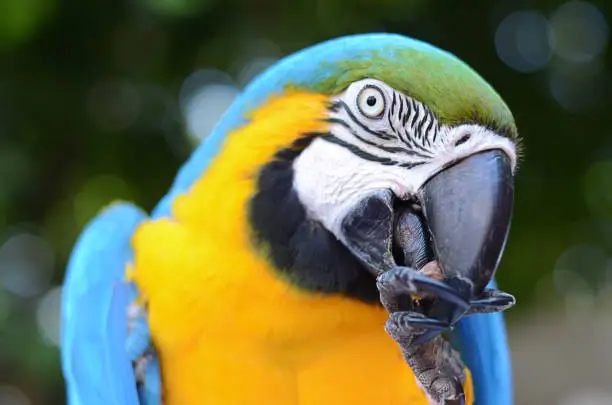 Photo of Gold and Blue Macaw Ara Ararauna Parrot Portrait Exotic Pet Tropical Bird Eating a Nut