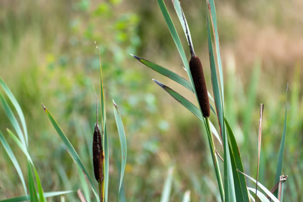istock A wild bulrush on the moors. 1182652408
