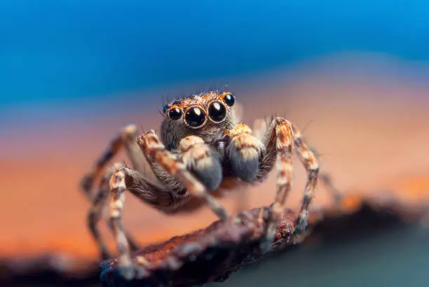 Photo of Jumping spider on bright background in nature