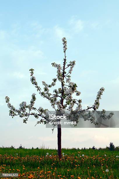 Solitario Albero Di Mele - Fotografie stock e altre immagini di Agricoltura - Agricoltura, Albero, Albero da frutto