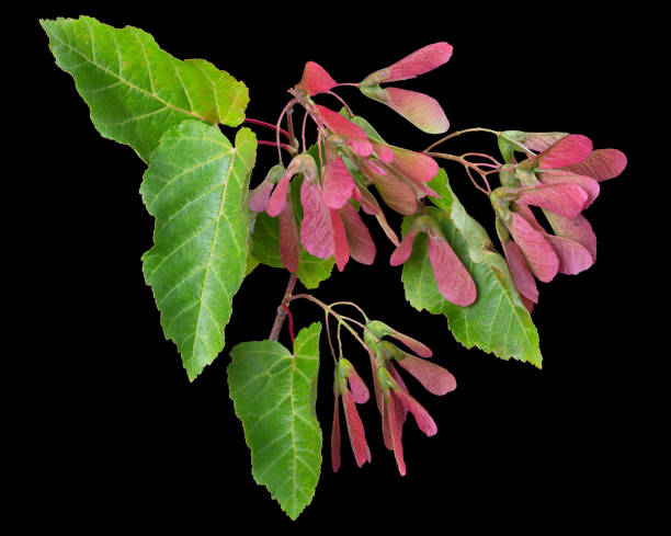 ahornbaum rote samaras in grünen blättern auf schwarz - maple keys seed maple tree red stock-fotos und bilder