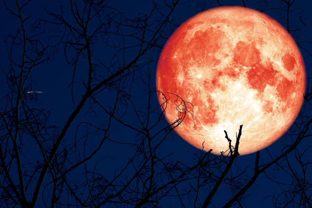 istock super egg blood moon back on silhouette plant and trees on night sky 1182654042