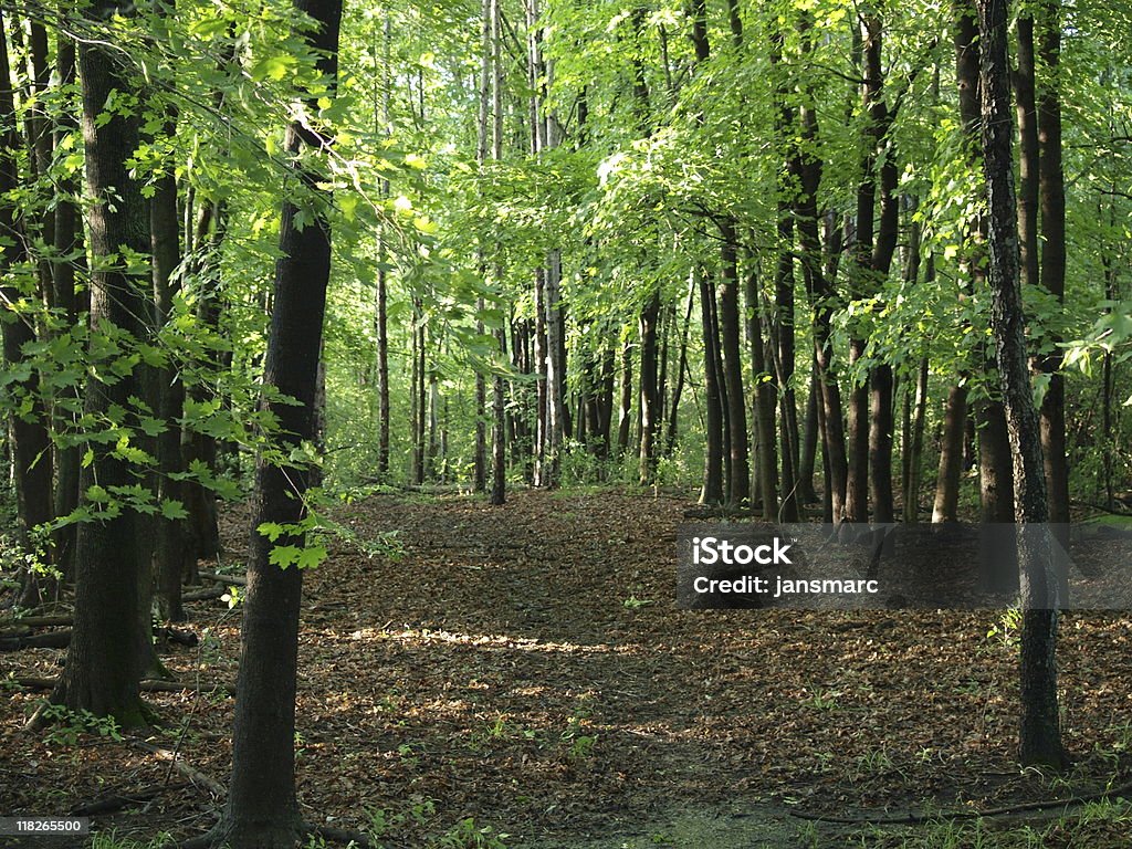 Compensation dans les bois des feuilles vert tacheté - Photo de Arbre libre de droits