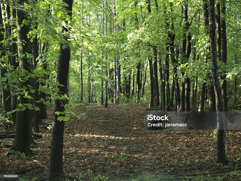통관 in the woods of dappled 녹색 잎 - 로열티 프리 0명 스톡 사진