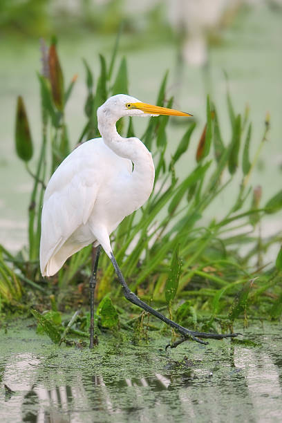 istock great white egret wading in wetland marsh 118265509