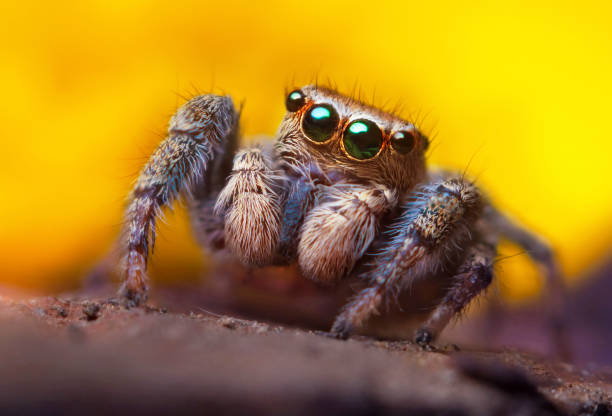 istock Jumping spider on bright background in nature 1182655142