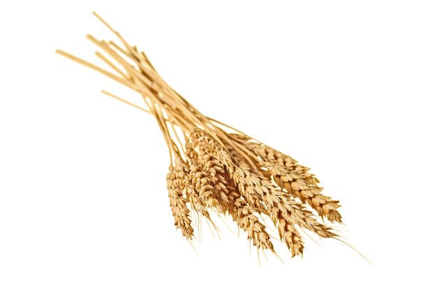 un bellissimo grappolo di grano maturo con molti cereali per la produzione di farina e prodotti da forno isolati su sfondo bianco senza ombra. primo piano - wheat bundle bouquet food foto e immagini stock