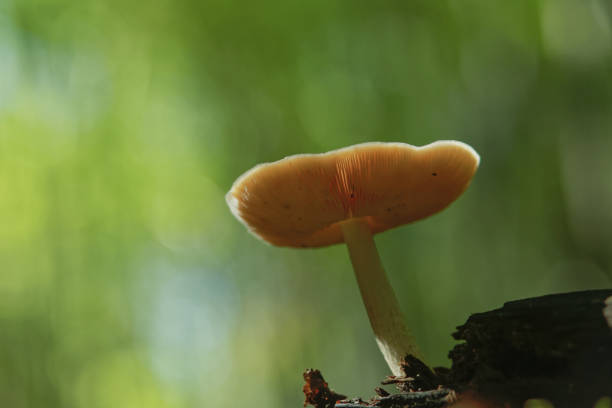 야생 버섯 아마니타 파로이드 - 알광대버섯 뉴스 사진 이미지