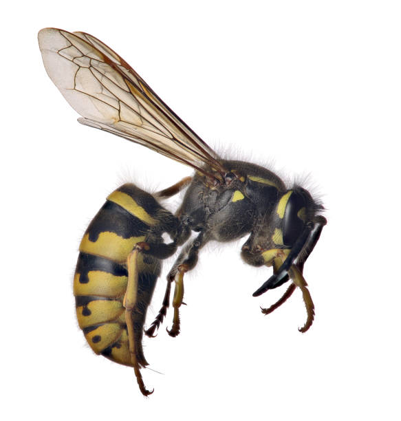 istock isolated on white yellow and black wasp 1182655657