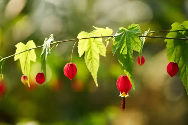 Photo of Brazil Flowering Maple