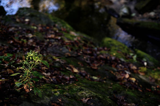 istock Fall in Fairmount Park, Philadelphia, PA 1182657095