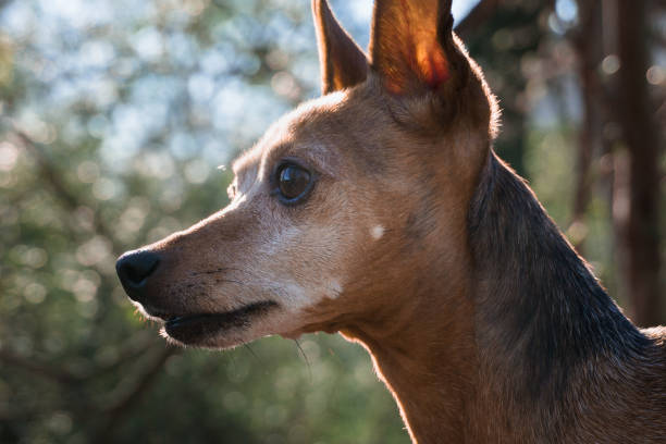 istock Pinscher in the Forest 1182657177