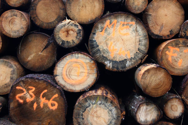 istock Wood in Thuringian Wood 1182658400