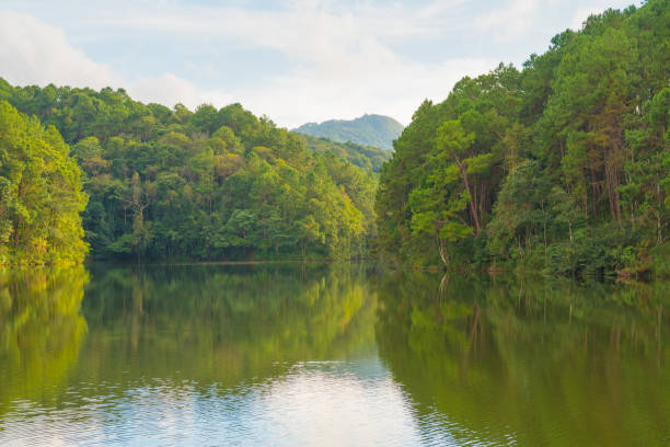 istock Forest and reservoir 1182658471