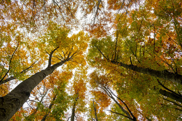 istock Bottom view of Colorful Autumn Trees Canopy 1182658708