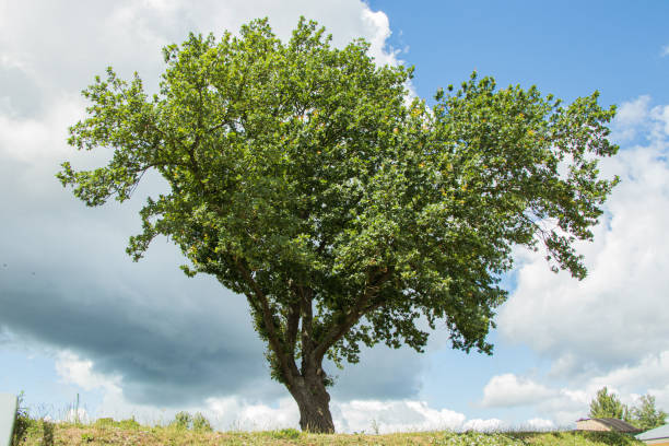 istock sprawling oak tree on hilltop against colorful cloudy sky. 1182660963