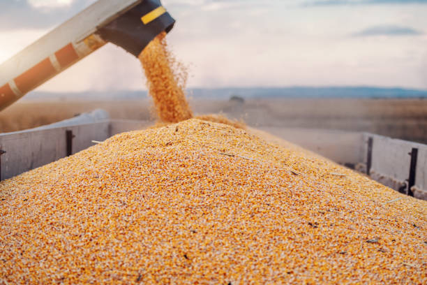 istock Machine for separating corn grains working on field and filling tractor trailer with corn. Autumn time. Husbandry concept. 1182662505