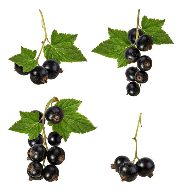 black-currants isolated on white background with clipping path - black currant currant black fruit imagens e fotografias de stock