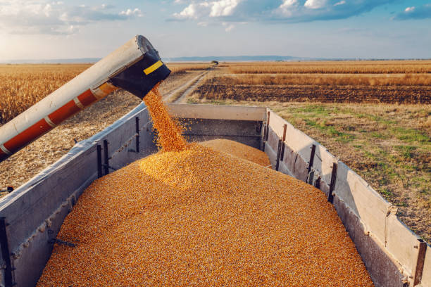 istock Machine for separating corn grains working on field and filling tractor trailer with corn. Autumn time. Husbandry concept. 1182663966