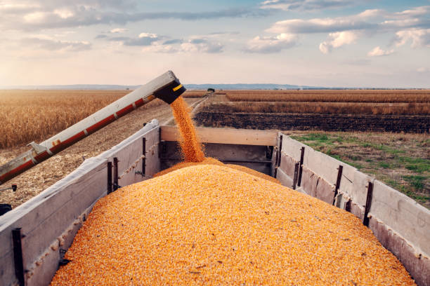 istock Machine for separating corn grains working on field and filling tractor trailer with corn. Autumn time. Husbandry concept. 1182664020
