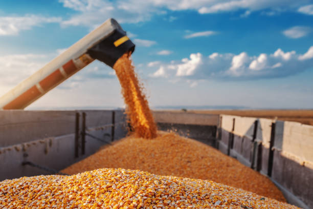 istock Machine for separating corn grains working on field and filling tractor trailer with corn. Autumn time. Husbandry concept. 1182664085