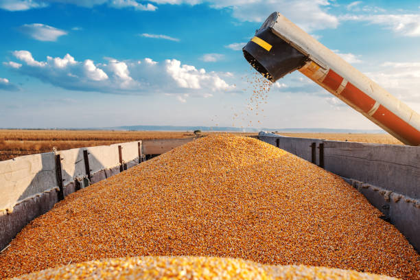 istock Machine for separating corn grains working on field and filling tractor trailer with corn. Autumn time. Husbandry concept. 1182664144