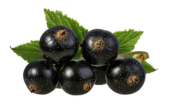 istock Black-currants isolated on white background with clipping path 1182664166