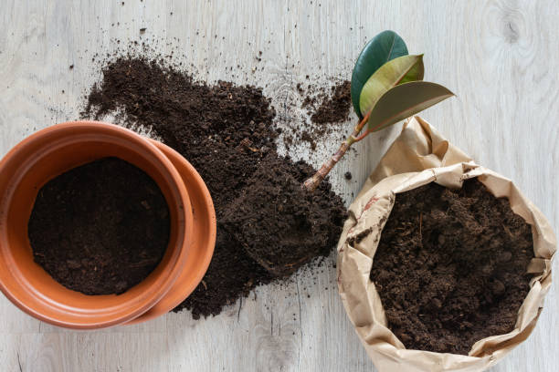 istock Transplanting Ficus flower 1182664456