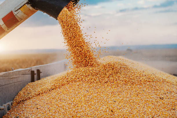 istock Machine for separating corn grains working on field and filling tractor trailer with corn. Autumn time. Husbandry concept. 1182664623