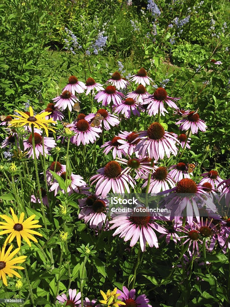 Sonnenhut-Pflanzengattung purpurea Blüten und Schmetterlinge - Lizenzfrei Alternative Medizin Stock-Foto