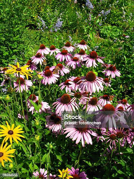 Sonnenhutpflanzengattung Purpurea Blüten Und Schmetterlinge Stockfoto und mehr Bilder von Alternative Medizin