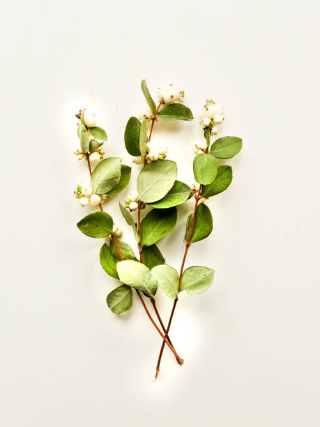 mistletoe - european mistletoe imagens e fotografias de stock