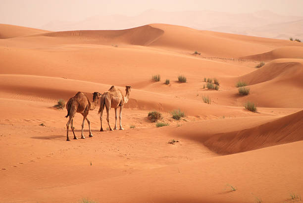 camel and desert stock photo