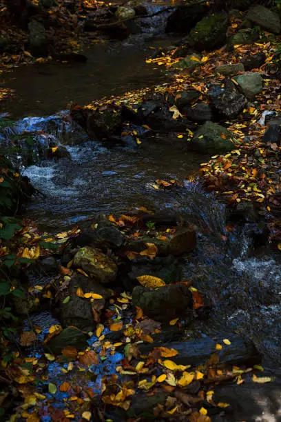 Photo of Forest stream surrounded with colorful autumn leaves, dark and mysterious