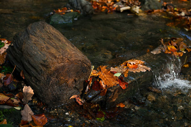 registro en el arroyo del bosque, coloridas hojas de otoño que se acuestan en el agua a última hora del sol de la tarde - autumn water leaf stream fotografías e imágenes de stock