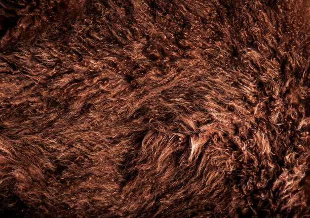 Animal Fur Texture Background Close-up Fluffy Cow Cattle Hair