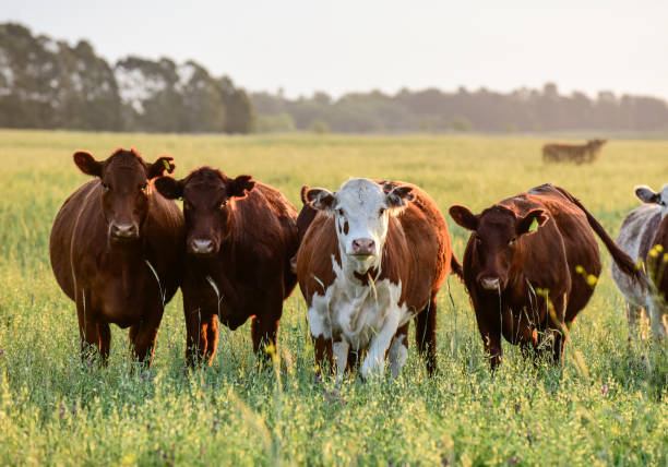 istock cows in the field 1182669048