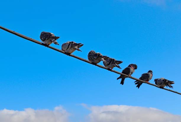 istock pigeons on wires against the blue sky 1182669596