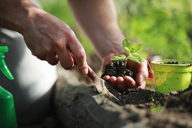 istock Small sprout for landing in the ground in hands 1182671721