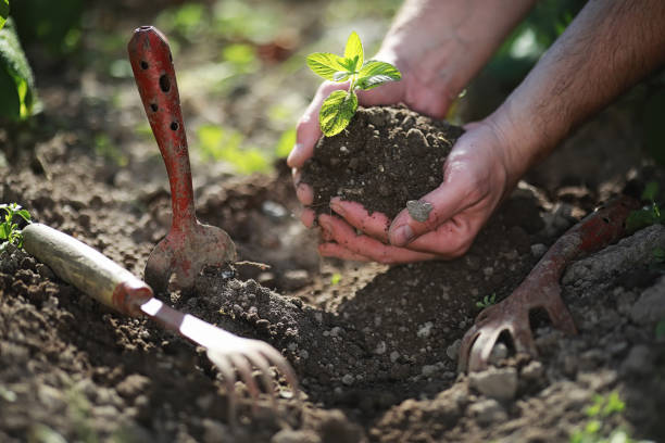 istock Small sprout for landing in the ground in hands 1182671852