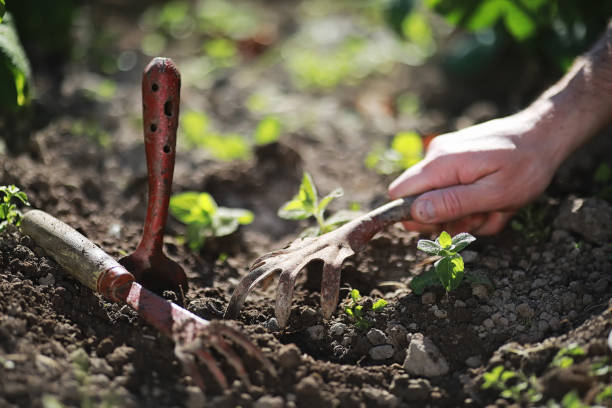 istock Small sprout for landing in the ground in hands 1182672049