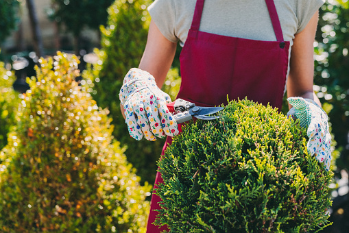Woman working in garden center pruning branches for perfect shape of plants