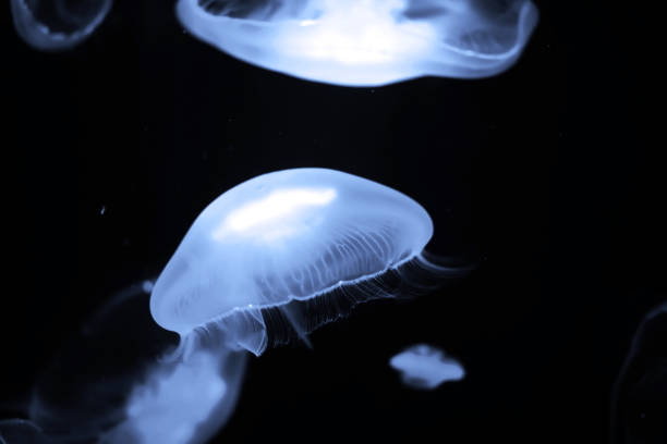 istock Blue jellyfish swim under water 1182674242